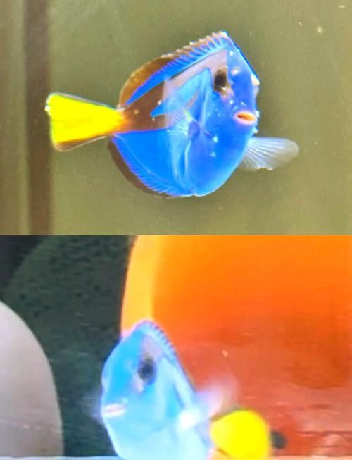 海水魚發(fā)白潰爛最簡(jiǎn)單三個(gè)征兆，如何識(shí)別海水魚發(fā)白潰爛的三大征兆