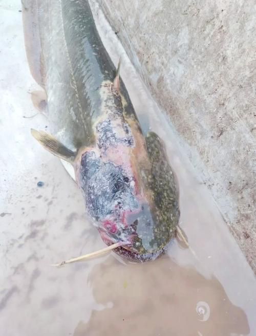 海水魚發(fā)白潰爛最簡(jiǎn)單三個(gè)征兆，如何識(shí)別海水魚發(fā)白潰爛的三大征兆