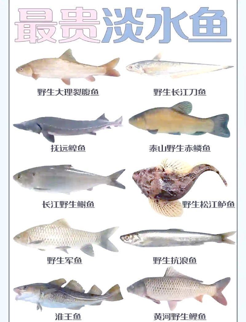 這份排名中有沒有中國特有的珍稀魚種，“十大最貴淡水魚”排名，中國特有的珍稀魚種