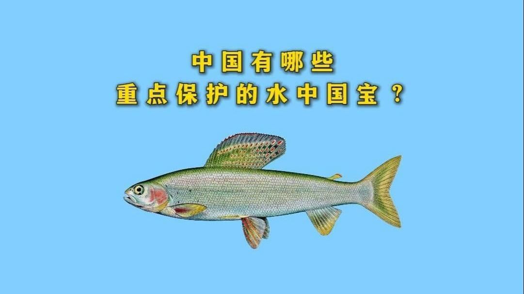 這份排名中有沒有中國特有的珍稀魚種，“十大最貴淡水魚”排名，中國特有的珍稀魚種