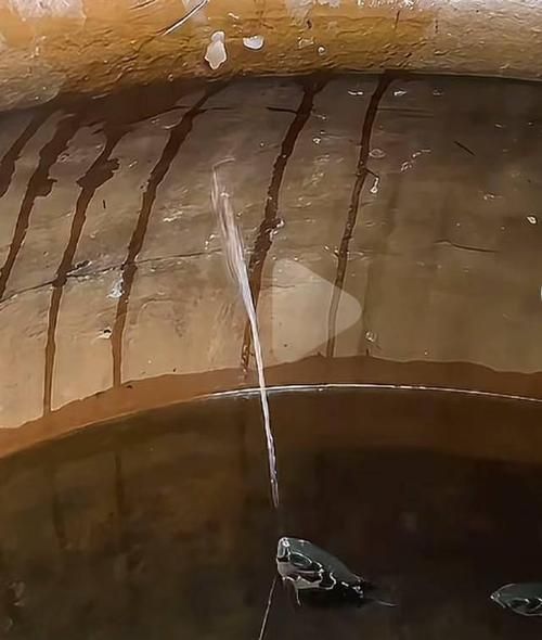 十大智商最高的魚，十大智商最高的魚類智商排名靠前的魚類