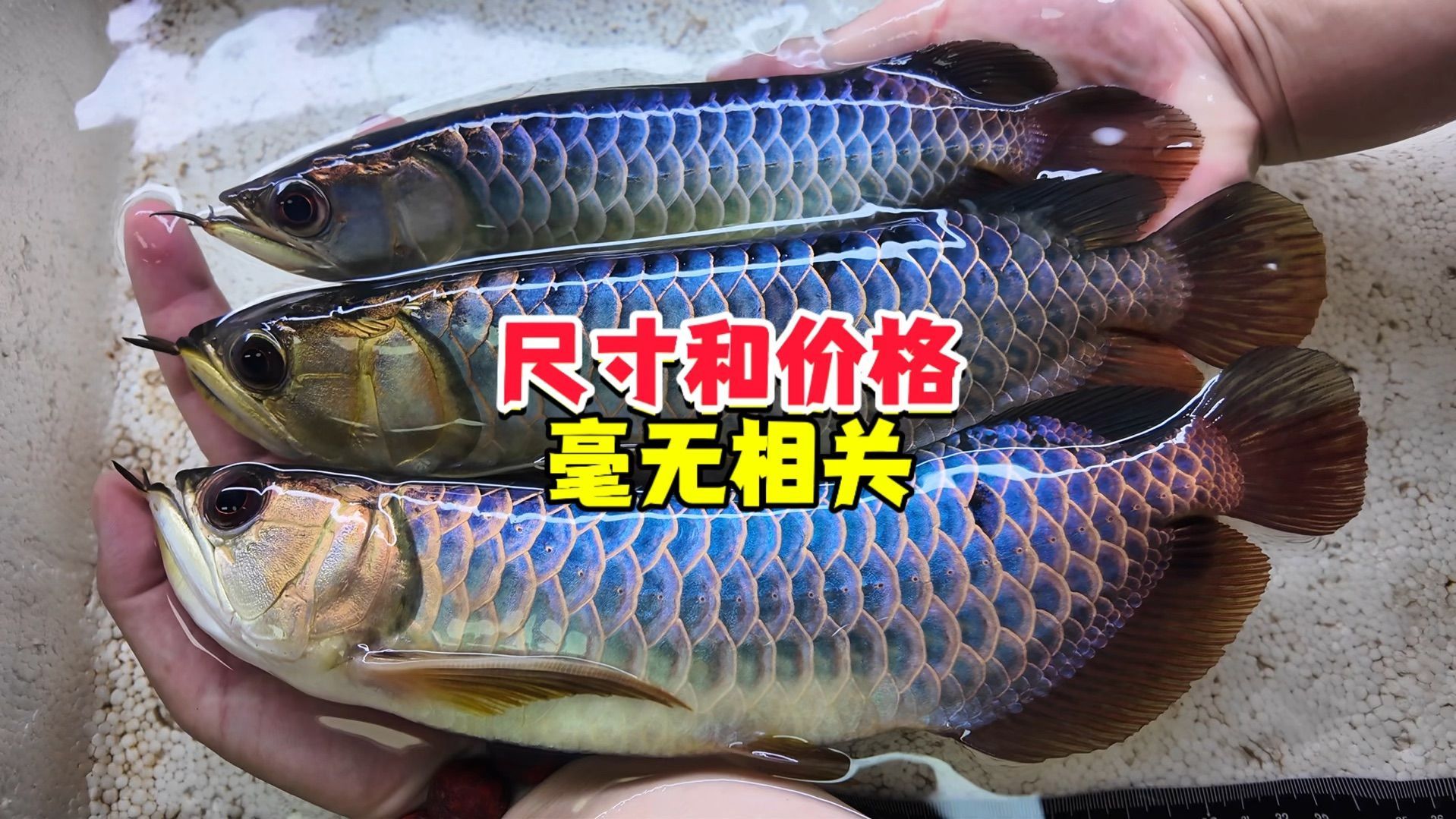 新手開龍魚店有哪些常見誤區？，新手開龍魚店常見誤區詳解新手開龍魚店常見誤區詳解