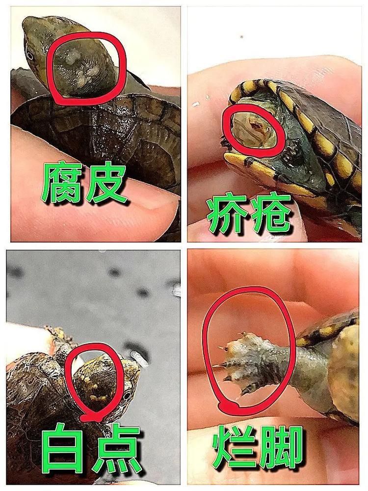 家庭飼養鱉的常見疾病有哪些，家庭飼養鱉的常見疾病有哪些思考完成arxiv論文助手
