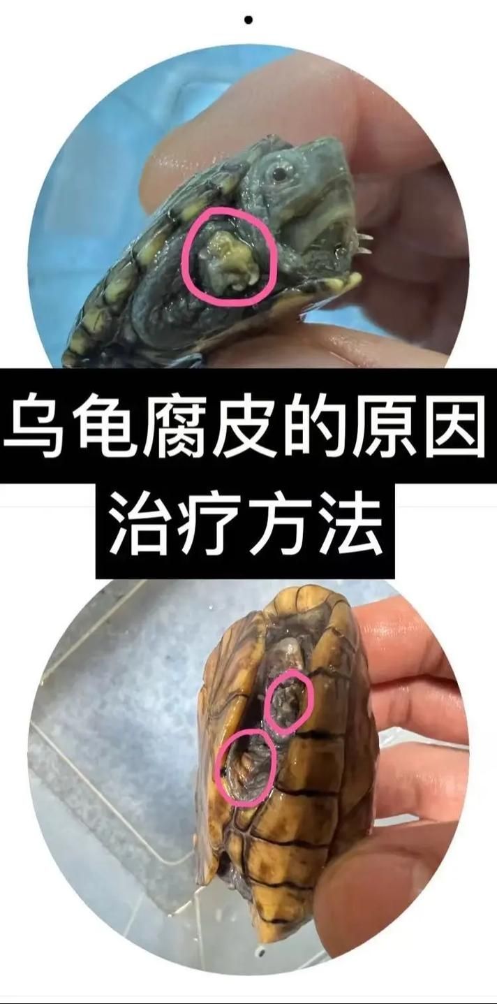 家庭飼養鱉的常見疾病有哪些，家庭飼養鱉的常見疾病有哪些思考完成arxiv論文助手
