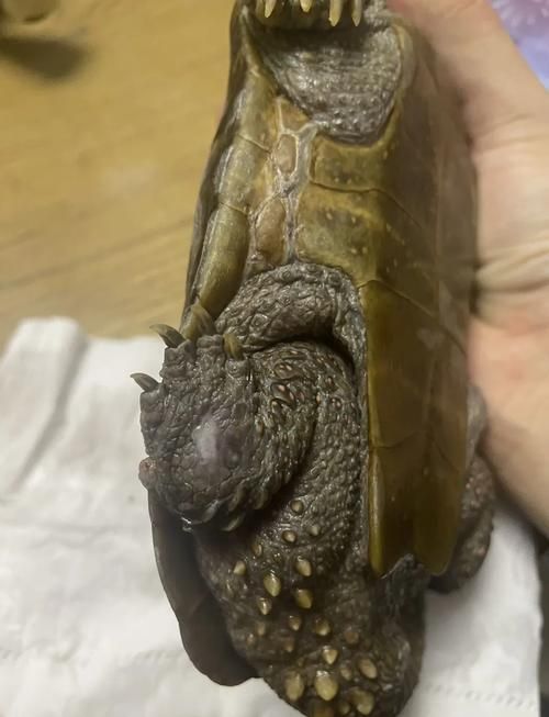 家庭飼養鱉的常見疾病有哪些，家庭飼養鱉的常見疾病有哪些思考完成arxiv論文助手