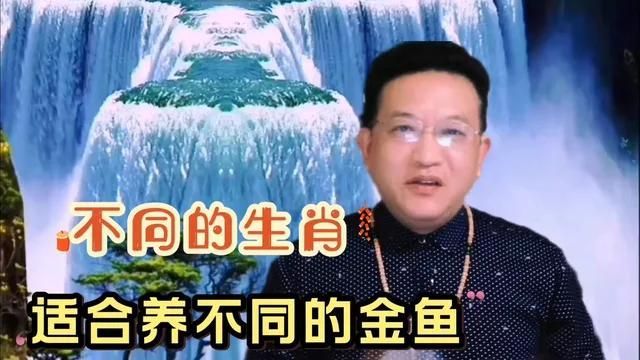 風水魚顏色與生肖的關系，生肖魚適合養什么顏色的錦鯉？