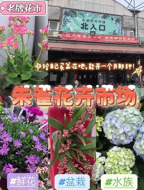 西安龍魚市場哪個最出名？，西安龍魚市場哪個最出名