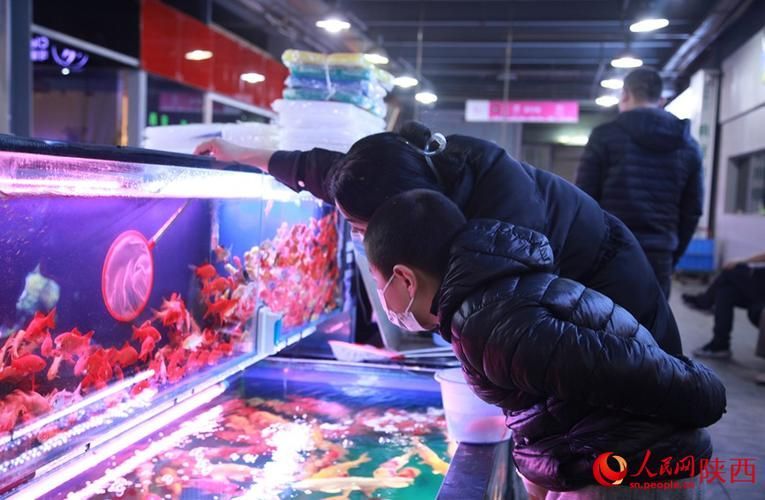 西安龍魚市場哪個最出名？，西安龍魚市場哪個最出名