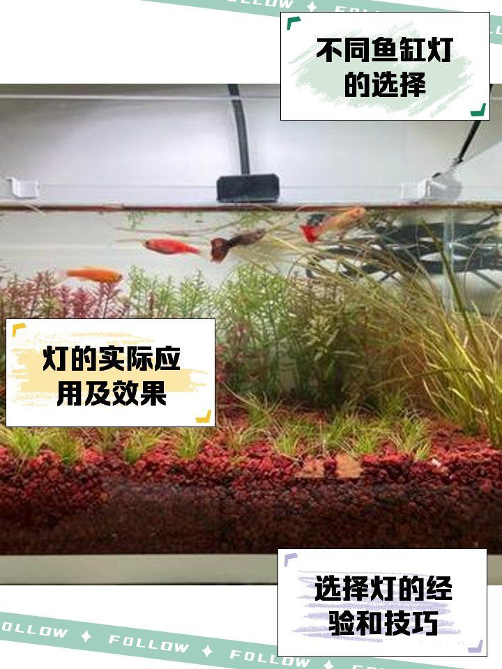 哪些光源適合孔雀魚的水族箱，適合孔雀魚的水族箱光源