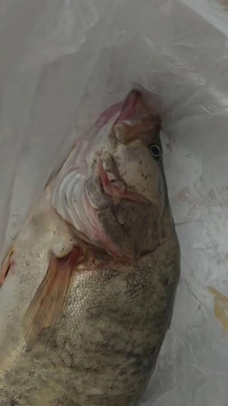 如何預防觀賞魚突眼病，觀賞魚突眼病的預防