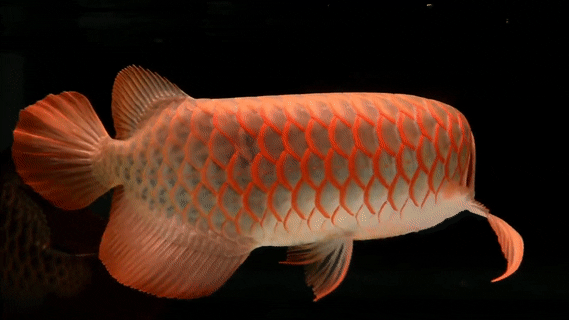 有沒有動態的紅龍魚壁紙，動態的紅龍魚壁紙