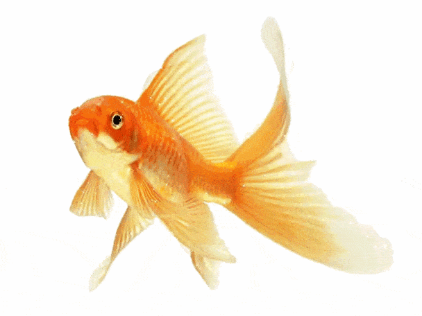 有沒有動態的紅龍魚壁紙，動態的紅龍魚壁紙