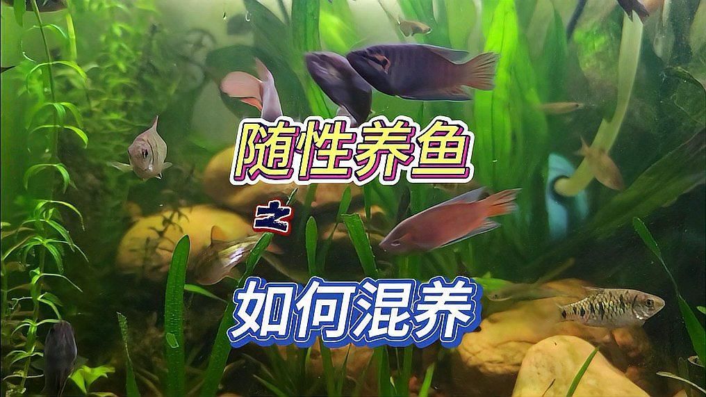 如何選擇適合混養的魚類，如何選擇適合混養的小型觀賞魚