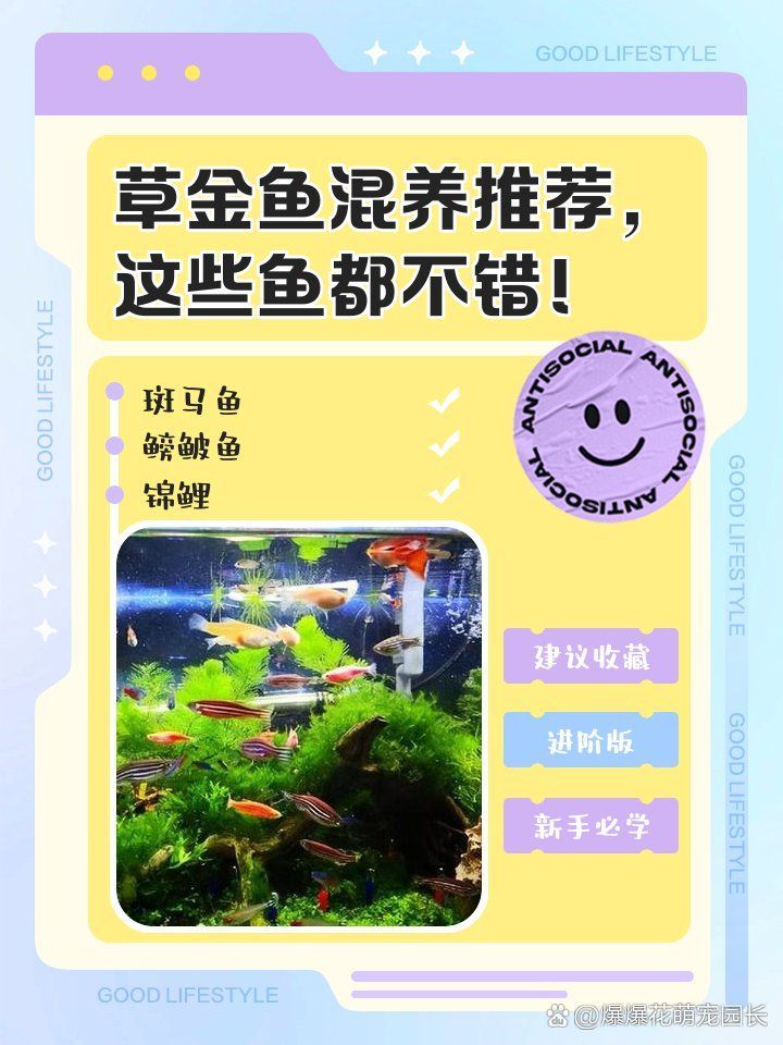 如何選擇適合混養(yǎng)的魚類，如何選擇適合混養(yǎng)的小型觀賞魚
