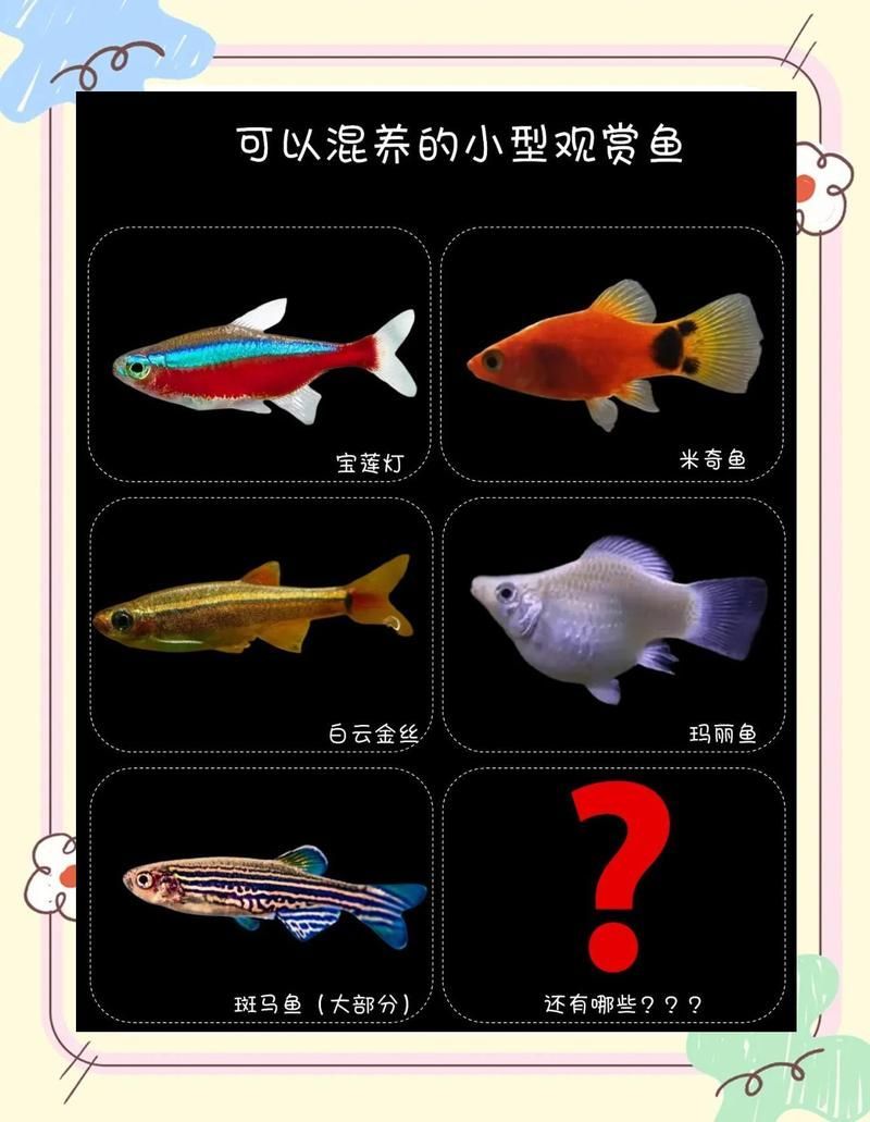 如何選擇適合混養的魚類，如何選擇適合混養的小型觀賞魚
