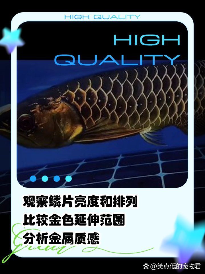 過背金龍怎么區(qū)分，如何區(qū)分過背金龍魚與高背金龍魚