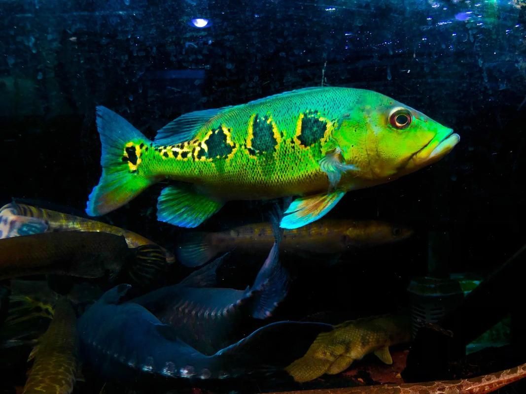 藍帆眼斑魚和龍魚混養有哪些成功案例，關于藍帆眼斑魚和龍魚混養