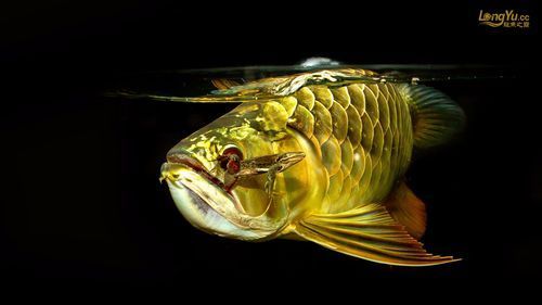 如何找到高質量的永年龍魚圖片，如何找到高質量的永年龍魚圖片，尋找高質量的永年龍魚圖片論壇