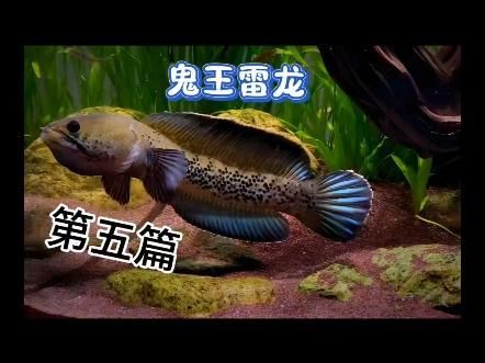 如何辨別鬼王雷龍的品相，鬼王雷龍品相鑒別對于收藏家和古生物學者來說至關重要