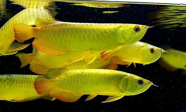 能提供羅湖龍魚的熱門品種圖片嗎，羅湖龍魚熱門品種選購指南，如何辨別羅湖龍魚的真偽