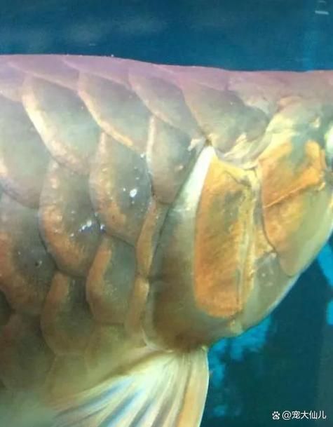 如何判斷過背金龍魚的狀態，如何判斷過背金龍魚的健康狀態