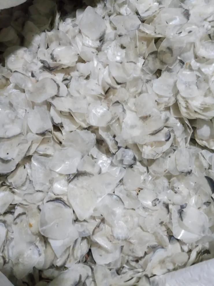 馬來西亞忘不了魚，馬來西亞“忘不了魚”
