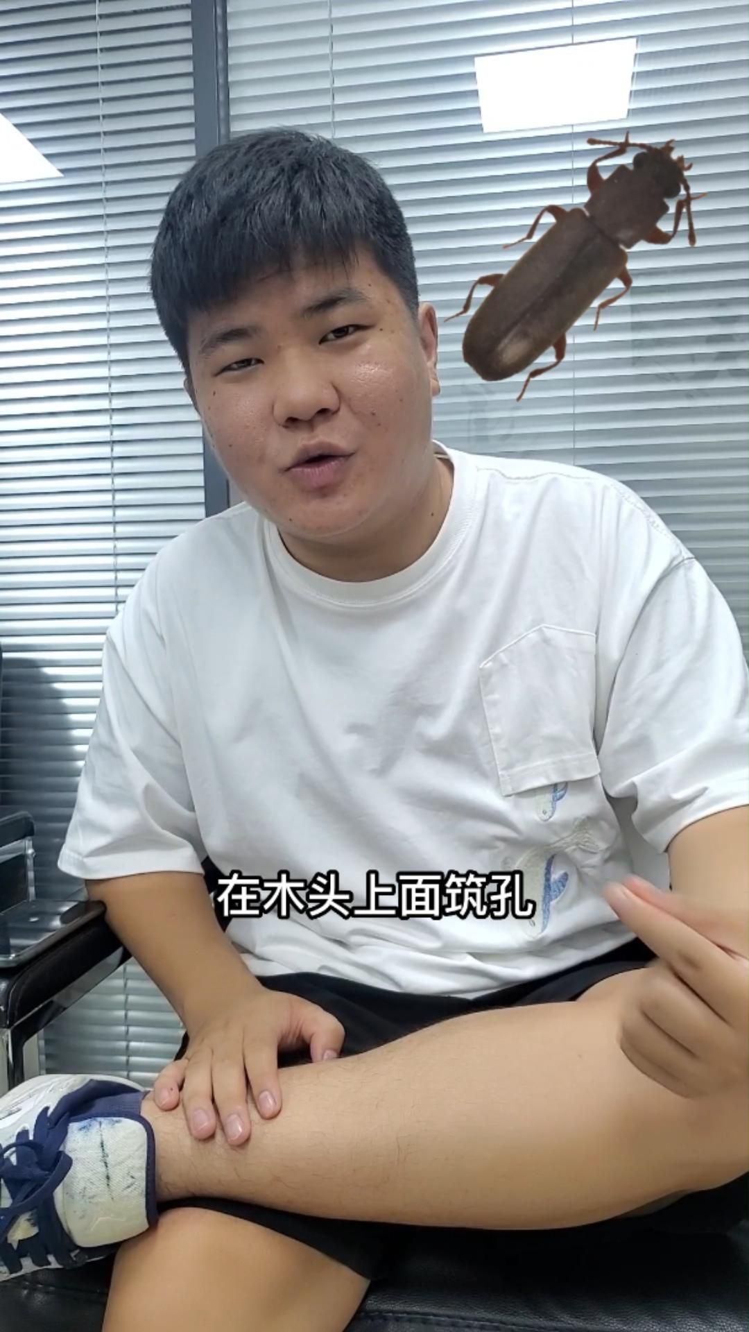 家里出現蠹蟲要警惕了，家里出現蠹蟲要警惕了，