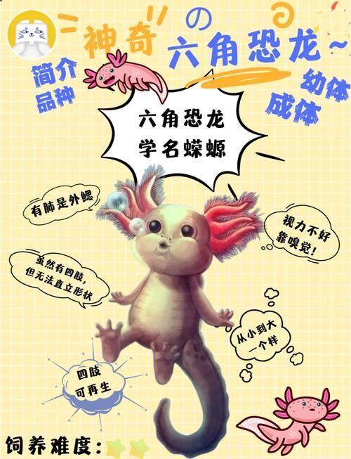 能否提供六角恐龍的生長周期圖，六角恐龍的生長周期圖