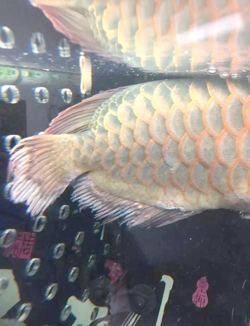 如何判斷魚爛尾病嚴(yán)重程度，arxiv論文助手判斷魚爛尾病嚴(yán)重程度爛尾病嚴(yán)重程度