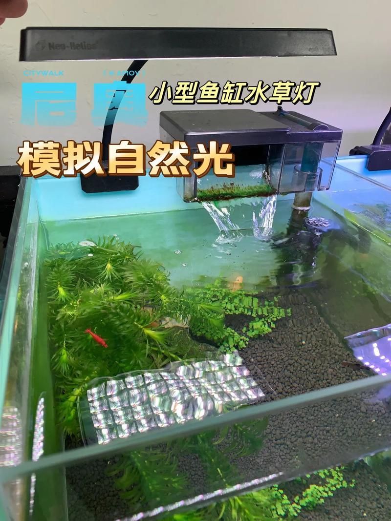 如何改善魚缸的光照條件？