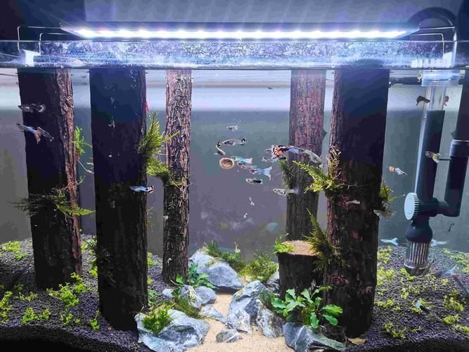 如何改善魚缸的光照條件？