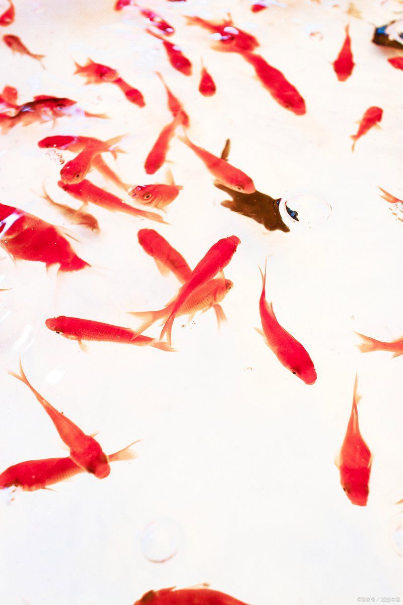 紅橋龍魚和紅鯉魚哪個更有價值？