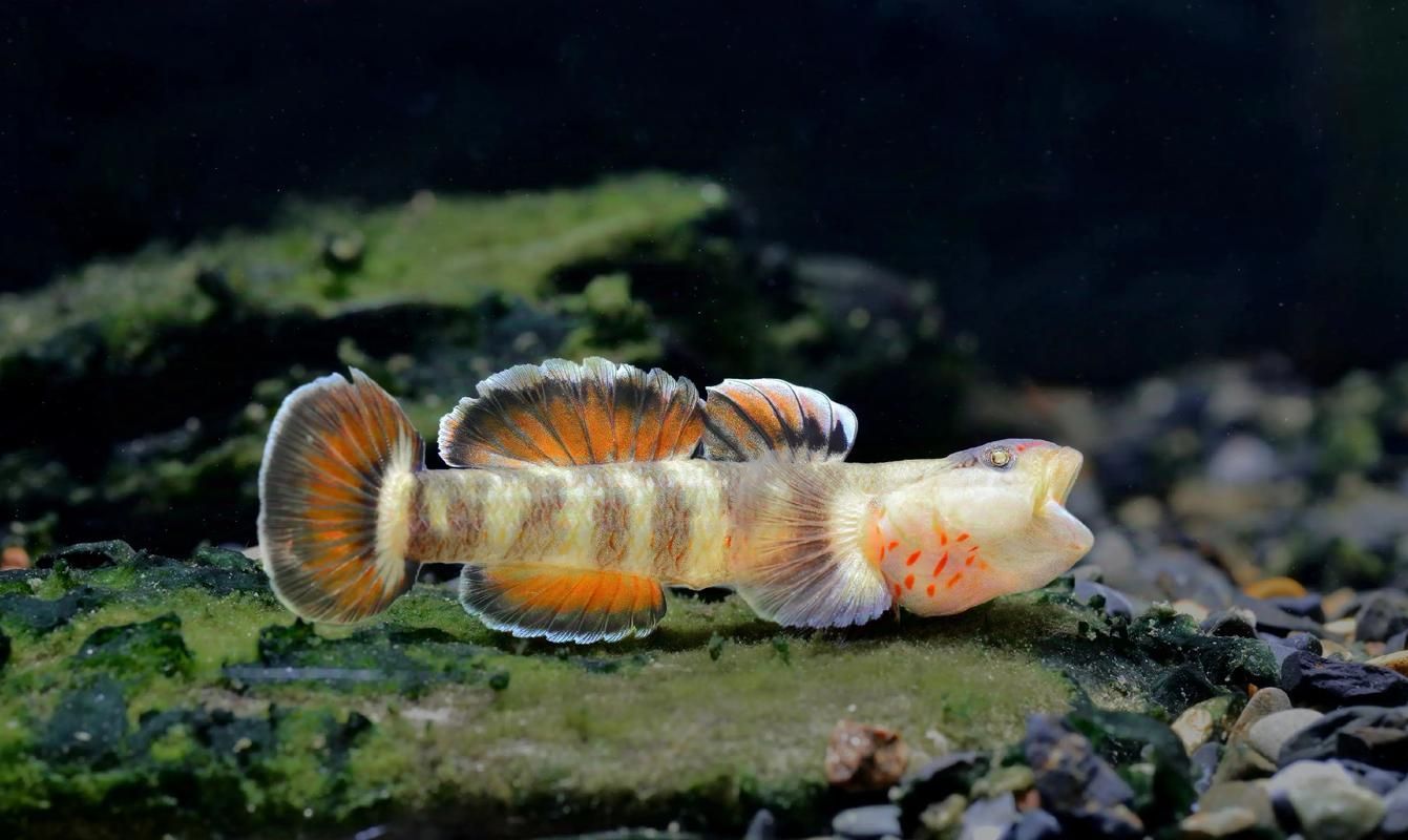 赤焰中國(guó)虎魚的市場(chǎng)價(jià)格