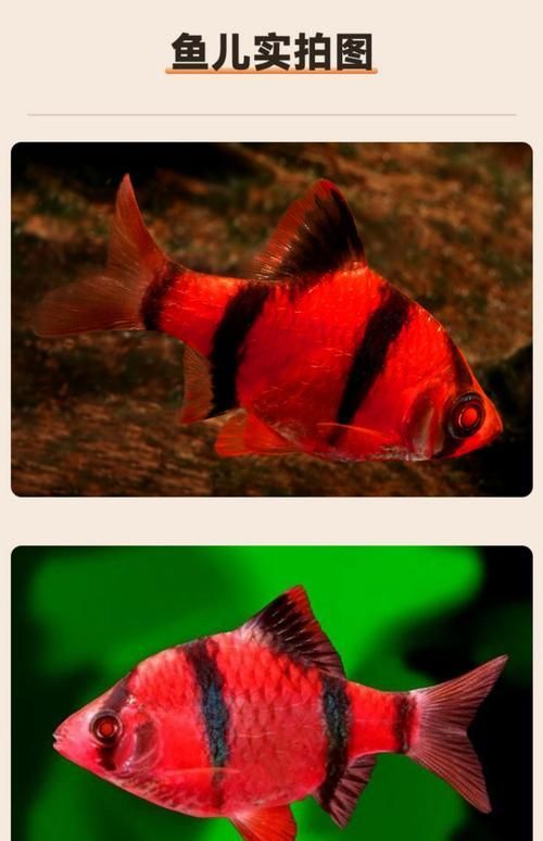 赤焰中國(guó)虎魚的市場(chǎng)價(jià)格
