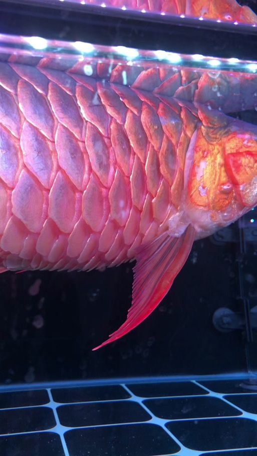 如何判斷龍魚是否感染炸鱗病？，————專業(yè)診斷龍魚是否感染炸鱗病