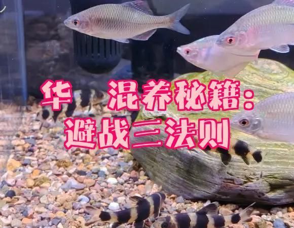 混養時如何減少攻擊行為，———倉鼠、烏龜混養時如何減少攻擊行為
