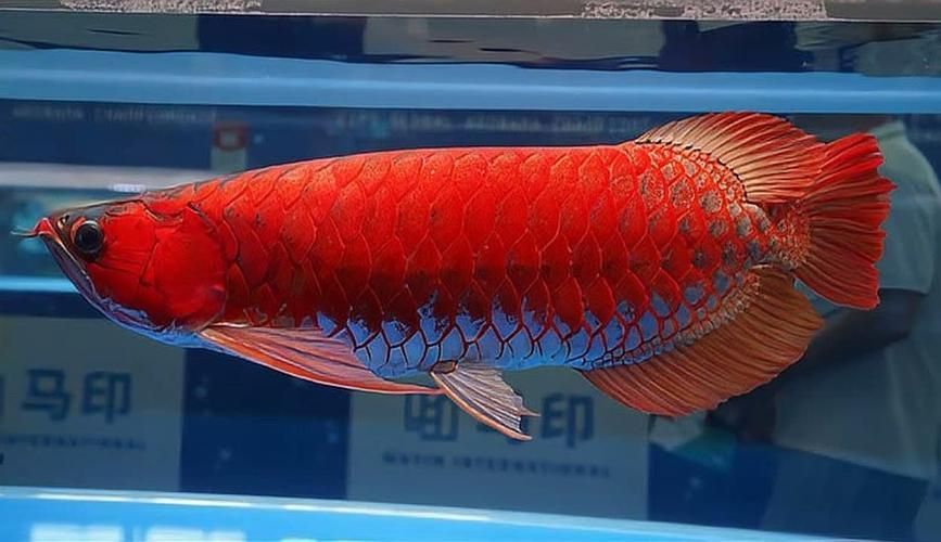 能提供一些長城杯龍魚大賽的精彩瞬間嗎？，長城杯冠軍魚特征是對比表