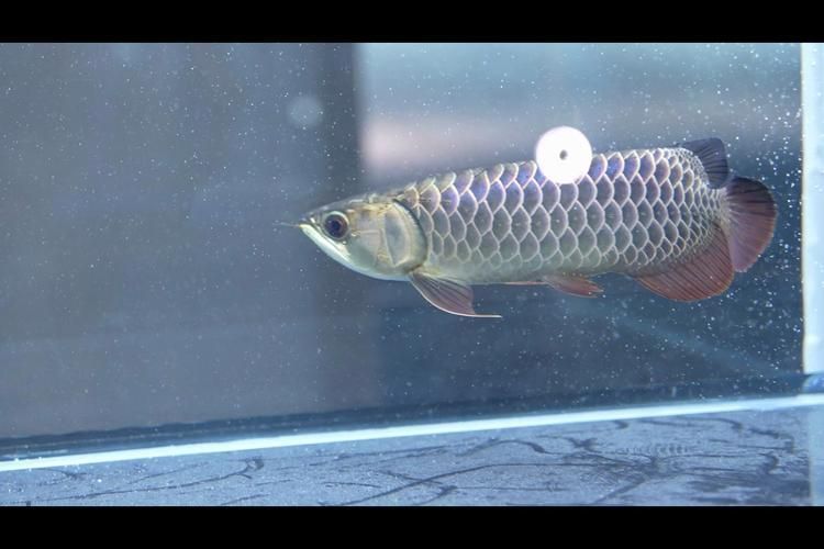 能提供一些長城杯龍魚大賽的精彩瞬間嗎？，長城杯冠軍魚特征是對比表