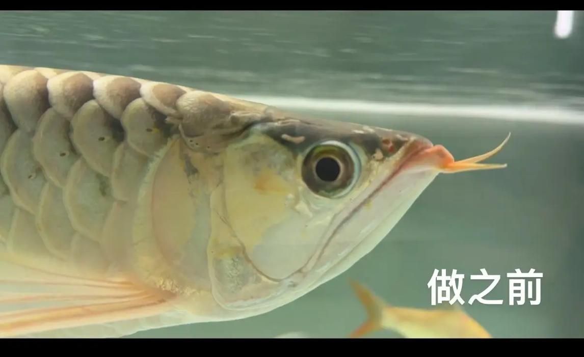 有哪些方法可以矯正龍魚胡須？，如何矯正龍魚胡須