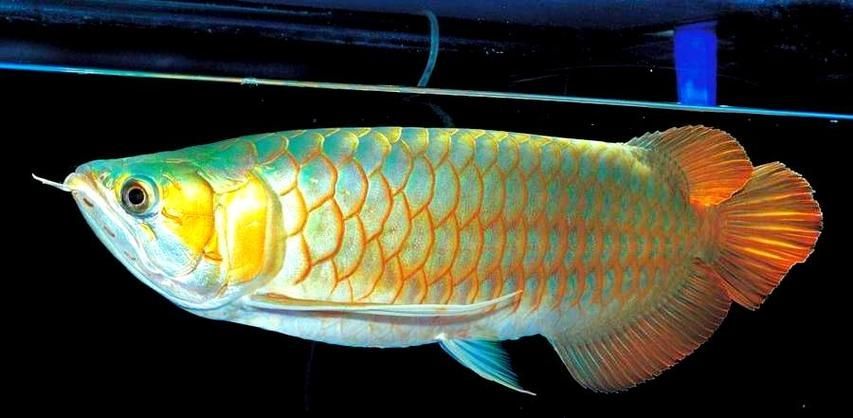 有哪些方法可以矯正龍魚胡須？，如何矯正龍魚胡須