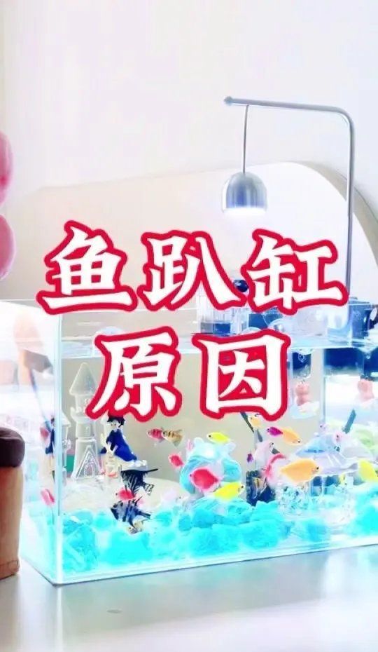 有哪些飼料可以預防魚趴缸，如何預防魚類趴缸