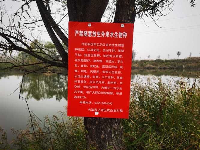 如何防范龍魚等外來物種入侵，如何防范龍魚等外來入侵物種入侵