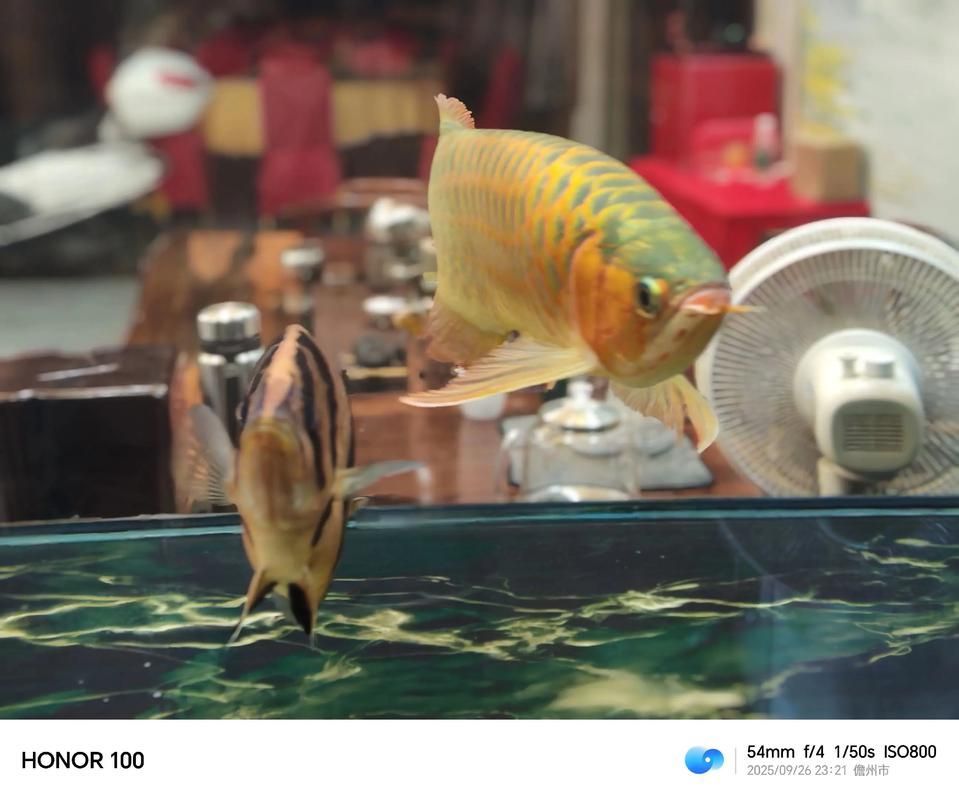 能否提供龍魚魚缸十大排名圖片？
