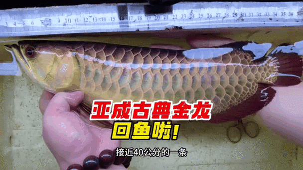 如何鑒別真假古典過(guò)背金龍魚，——古典過(guò)背金龍魚真假鑒別指南