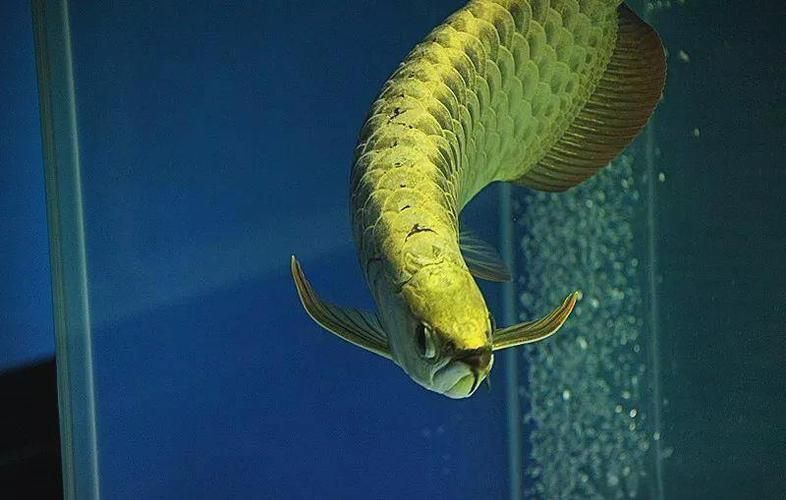 金頭金龍魚長啥樣，金頭金龍魚有哪些品種金龍魚的價格是多少如何鑒別真假金龍魚