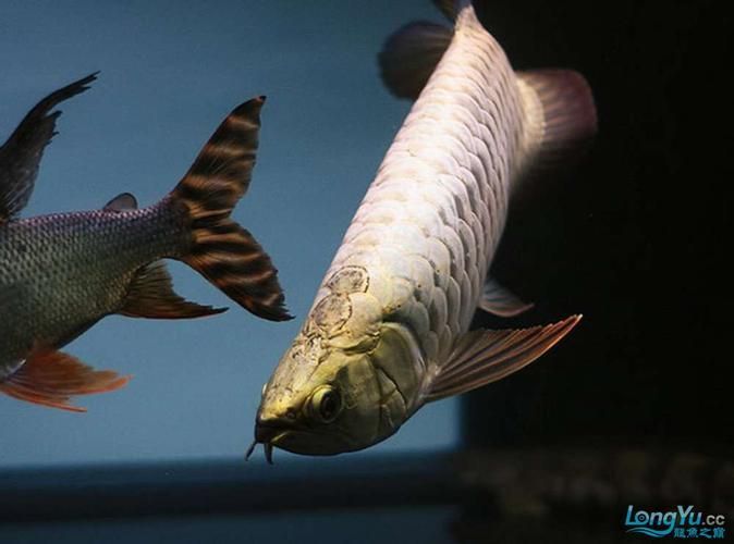 金頭金龍魚長啥樣，金頭金龍魚有哪些品種金龍魚的價格是多少如何鑒別真假金龍魚
