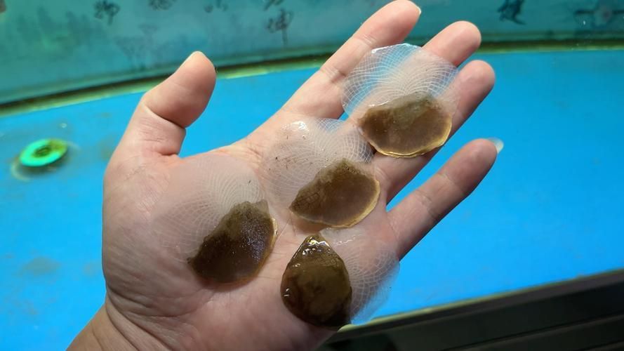 如何提供適合金龍魚和銀龍魚的飼養(yǎng)環(huán)境？，如何提供金龍魚與銀龍魚的飼養(yǎng)環(huán)境