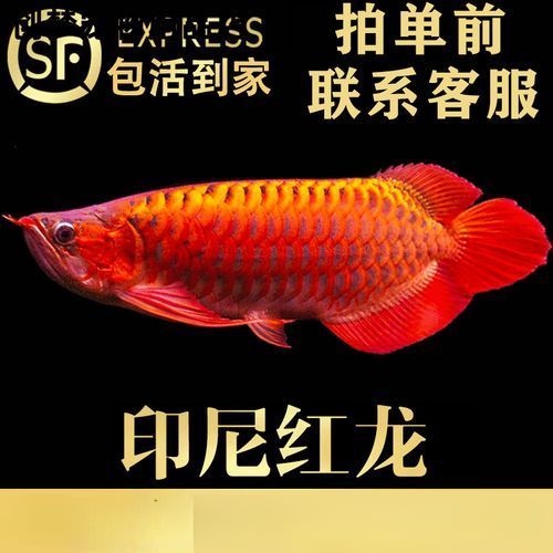 推薦一些性價比高的龍魚苗品種，幾種性價比高的龍魚苗品種推薦