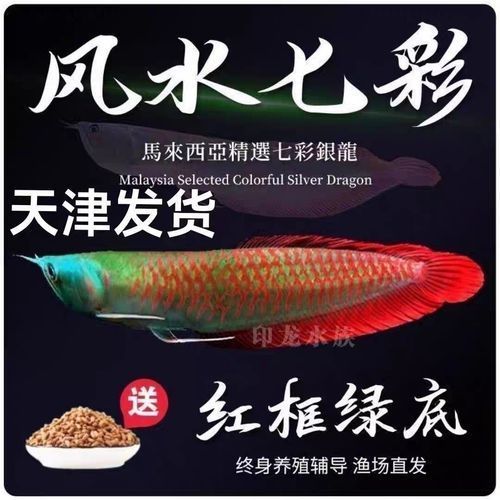 推薦一些性價比高的龍魚苗品種，幾種性價比高的龍魚苗品種推薦