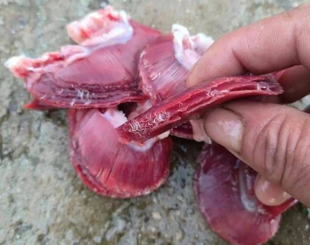 龍魚外寄生蟲有哪些種類，arxiv論文助手可輔助獲取龍魚外寄生蟲的詳細(xì)信息